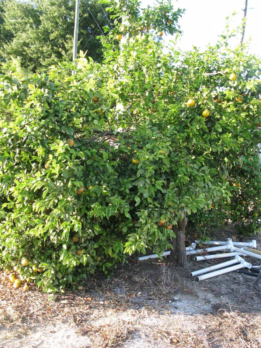              Habit (Winter Haven, FL)       